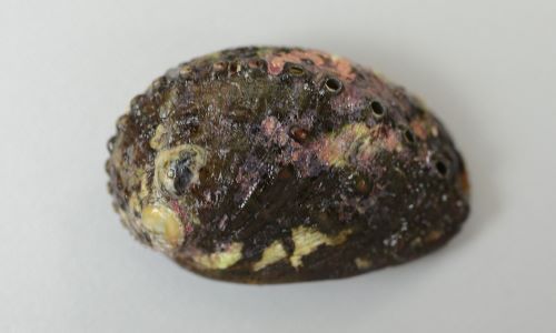 殻長10cm前後になるがトコブシと比べて小さい。貝殻は高く、厚みはまちまちで薄いのも厚みのあるものもある。螺肋は不鮮明で殻表に疣状の突起がある。