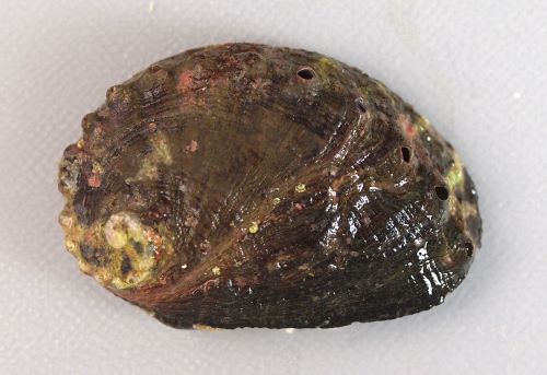 殻長10cm前後になるがトコブシと比べて小さい。貝殻は高く、厚みはまちまちで薄いのも厚みのあるものもある。螺肋は不鮮明で殻表に疣状の突起がある。