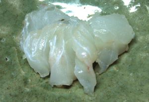 クリックで拡大表示 サツオミシマの煮つけ
