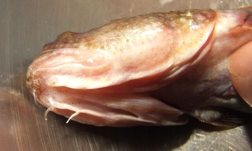 下顎に3対のヒゲがある。