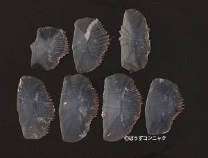 エビスダイのウロコ