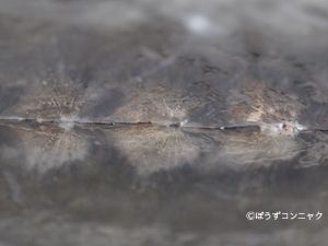 クリックで拡大表示