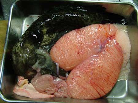 クリックで拡大表示 ホテイウオの卵