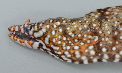 両顎は長くクチバシを思わせる。鼻孔(後鼻孔)が細長い。