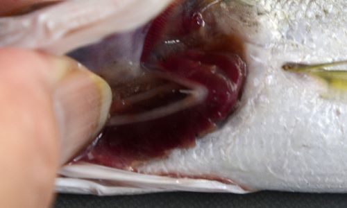 鰓に1本の鰓耙がある。