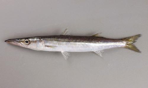 体長35cm前後になる。体側に斑紋がなく、背鰭と腹鰭は同じくらいの位置から始まるが、腹鰭の方がやや後方から始まる。鰓に1本の鰓耙がある。