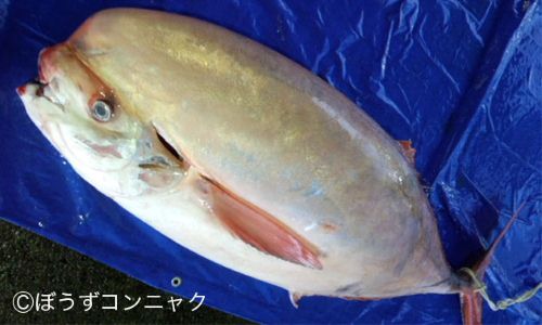 体長2m、100kgを超える。写真/岩崎魚店 三重県尾鷲市坂場町5-33
