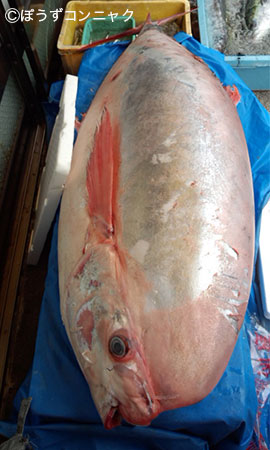 大きさのわりに鱗などがはげやすい。写真/岩崎魚点 三重県尾鷲市坂場町5-33