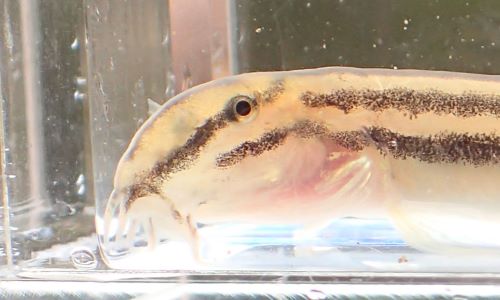 ヒゲは3対。目から吻にかけて暗色の筋状の斑紋がある。