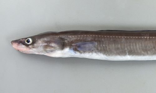 胸鰭後端と背鰭起部(背鰭の前端)はほとんど同じか狭い。