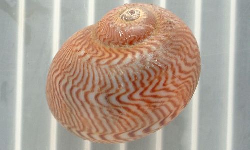 細い褐色の筋模様が連続する〈。和名は「観世水の模様のあるタマガイ」の意味。「観世水」は京都に伝わるもので、水に墨汁(ぼくじゅう・すぐに使えるようにあらかじめ墨を溶かしておいた汁)の油滴を落としてできる水面に模様を和紙に吸い取らせてできる。黒田(徳米)先生の『Venus』誌上での新種記載時の解説よりとのこと。〉