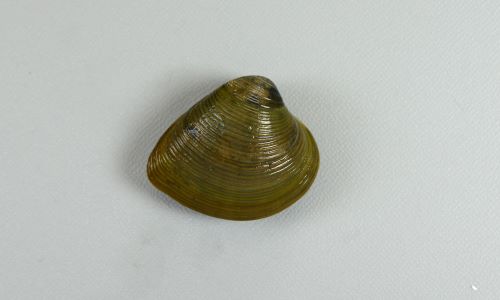 殻長4.5cm前後になる。ふくらみが強く、貝殻は厚みがあり丈夫。少し丸みのある輪肋(畝状のもの)があり、後端が尖っている。
