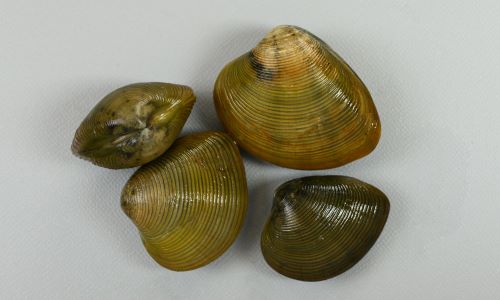 殻長4.5cm前後になる。ふくらみが強く、貝殻は厚みがあり丈夫。少し丸みのある輪肋(畝状のもの)があり、後端が尖っている。