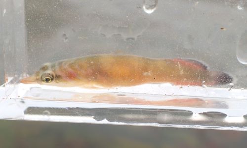 体長7cm前後になる。頭部、背面に暗色の縞がある。