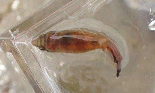 体長7cm前後になる。頭部、背面に暗色の縞がある。