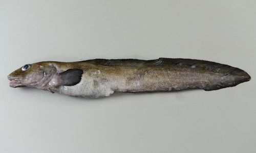 体長50cm前後になる。腹鰭があり、やや硬い棘がある。胸鰭は普通。