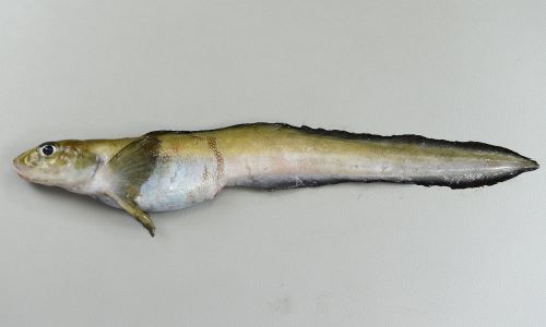 体長35cm前後になる。非常に小さい棒状の腹鰭がある。
