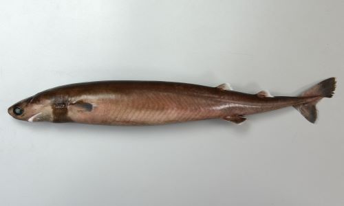 体長56cm前後になる。長い紡錘形で胸鰭は短く、第一背鰭は体の後方にある。歯は先が尖って鋭く、頸部(首の腹部)に暗色の帯がある。