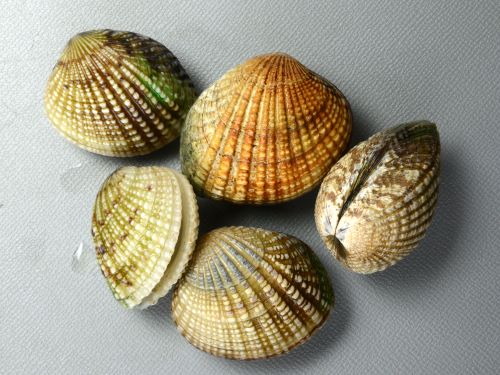 殻長4.5cm、殻高3.5cm前後になる。