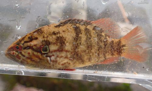体長11cm前後になる。側へんし、褐色の横縞がある。鰓蓋上部に眼の形をしている目立つ斑紋がある。