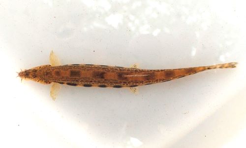 背面の褐色の斑紋は大きく間隔が広い。