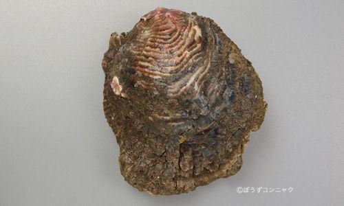 15センチを超える大型種。丸みを帯びている。成長肋は薄い板を重ねたよう。放射肋はくっきりとして目立つ。外見はイワガキと酷似して見分けるのは難しいが貝殻の硬さがイワガキよりも柔らかく、貝殻に海水を含んだような染みがある。