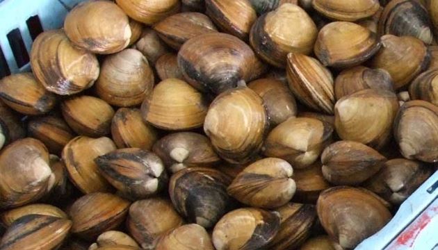 福島県相馬市原釜に揚がったばかりのウバガイ