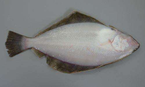 裏側は白一色。