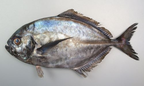 側線の後半に稜鱗(ぜんご)がある。胸鰭から腹部にかけて鱗のある部分がある。幼魚期から若魚にかけて暗色の横縞があり、背鰭、尻鰭が長い。