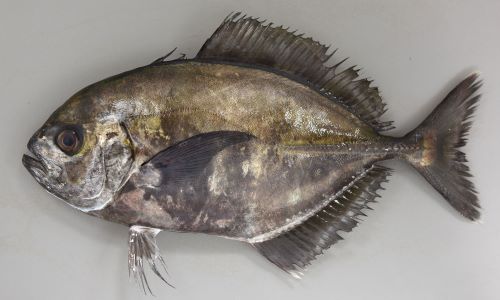 幼魚期から若魚にかけて暗色の横縞があり、背鰭、尻鰭が長い。