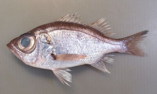 25cm前後になる。全体に銀灰色、非常に目が大きく、さわると鱗がザラザラする。体高があり、尻鰭は長く基部の幅よりも長い。