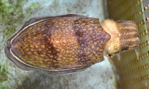 外套背長20cm前後。鮮度のよいとき外套膜背側に星状の白い斑紋がでる。外套膜後部、貝殻(甲)に針がない。外套膜後部(一般に頂点と思われている部分)から粘液を出している。またそこが薄汚れて見える。