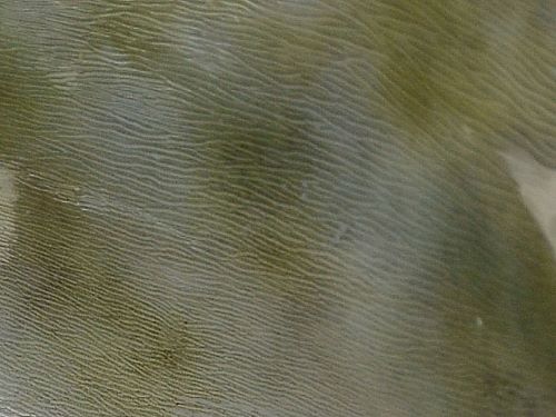 体には棘がなく、細い筋が走る。