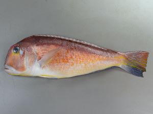 クリックで拡大表示 一塩ぐじ