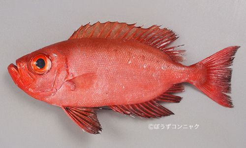 体長25cm前後になる。尾鰭は湾入形。