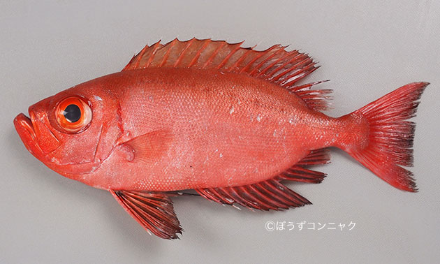 体長25cm前後になる。尾鰭は湾入形。