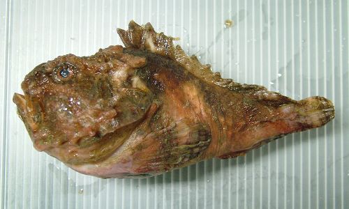 体長12cm前後になる。背鰭が鋭く刺されると強く痛む。