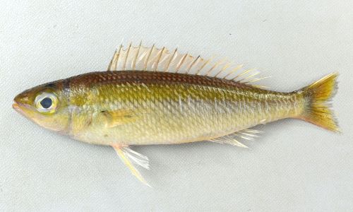 体長20cm前後になる。細長く鱗は体の割りに大きくざらつく。尾鰭上葉、下葉は伸びない。体側の中央部の筋文様は白い。