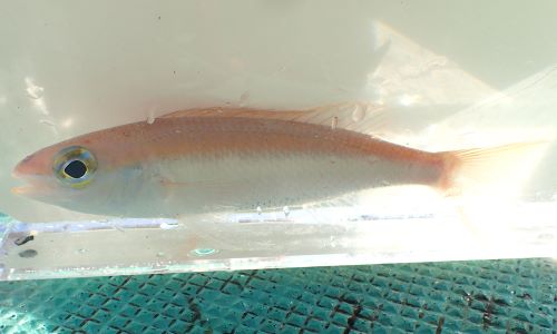 体長20cm前後になる。細長く鱗は体の割りに大きくざらつく。尾鰭上葉、下葉は伸びない。体側の中央部の筋文様は白い。