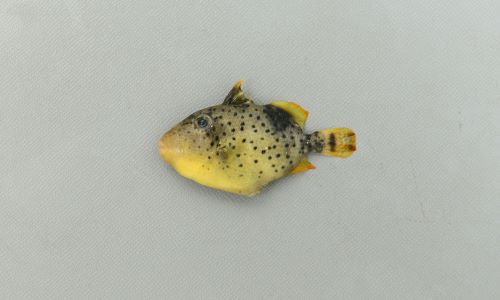 幼魚。