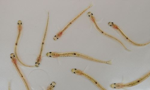 上から見たところ。体長4cm前後になる。身体には鱗(うろこ)がなく飴色(あめいろ)がかって透明であり、細長い。腹鰭(はらびれ)は左右合わさって、吸盤となっている。しばしばサケ目シラウオ科「白魚(シラウオ)」と混同される。