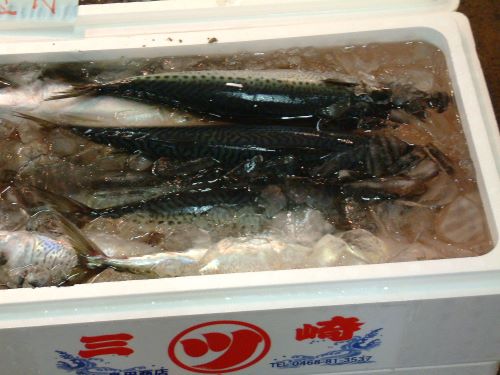 クリックで拡大表示 ゴマサバが増えてきている
