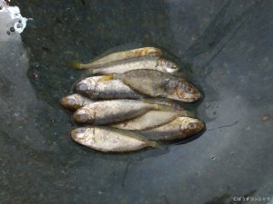 すくの刺身