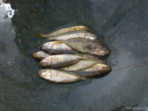すくの刺身