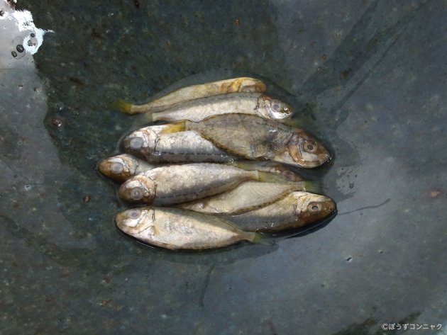 すくの刺身