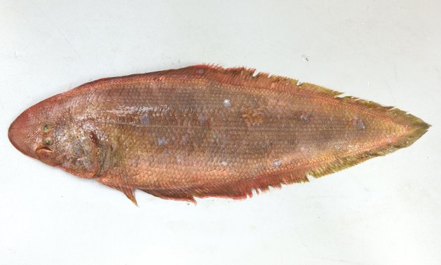 38cm SL 前後になる。有眼部は灰褐色、もしくは茶褐色ではあるが赤くはない。吻は丸みがあり、側線は３本。無眼部に側線はない。第１と第２側線の間の鱗数は13以下。鼻孔は２。口の後端は目の後縁に達する。鱗ははがれにくく硬く大きい。