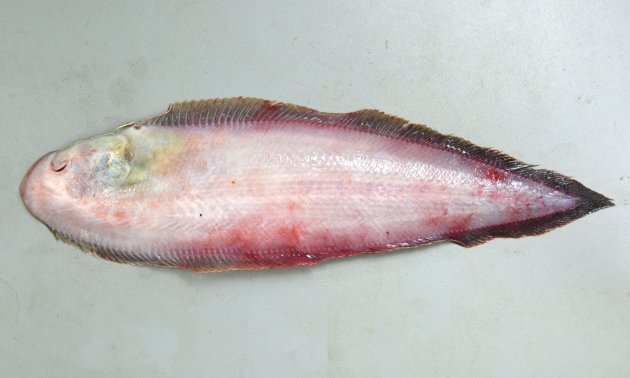 38cm SL 前後になる。有眼部は灰褐色、もしくは茶褐色ではあるが赤くはない。吻は丸みがあり、側線は３本。無眼部に側線はない。第１と第２側線の間の鱗数は13以下。鼻孔は２。口の後端は目の後縁に達する。鱗ははがれにくく硬く大きい。