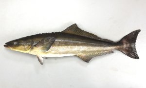 スギのサムネイル写真
