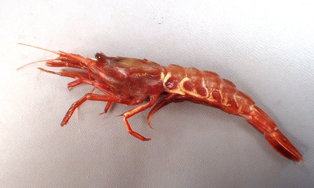 体長12cm前後になる。クロザコエビと比べると体色が暗色（濃く）で時間がたつと黒くなる。体側の節の殻の下部に白い縁取りがある。背には模様がない。頭胸部の正中線上の隆起はクロザコエビよりも長く、棘も強い。