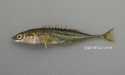 トミヨのサムネイル写真